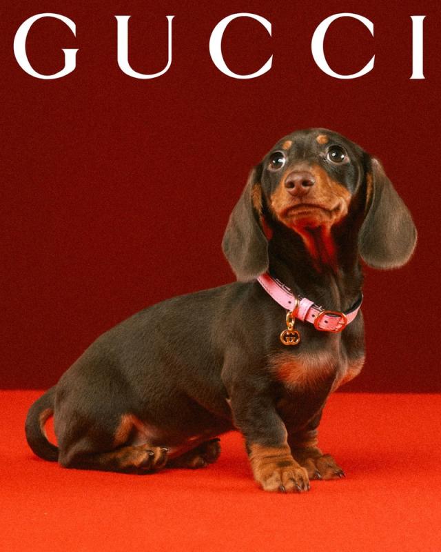 Gucci for pets lands with adorable portraits from Max Siedentopf