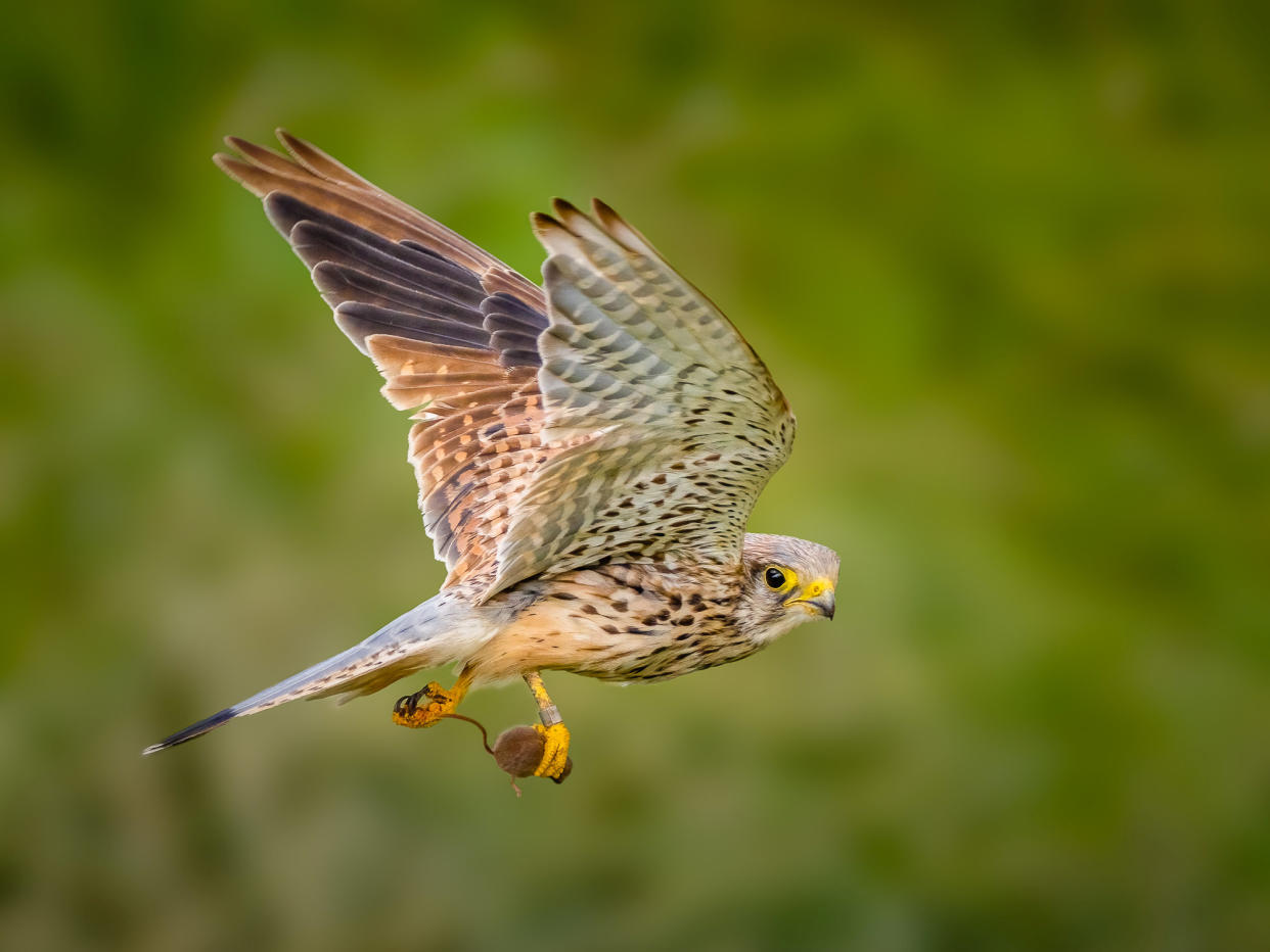 ***PLEASE NOT THESE IMAGES ARE UNDER EMBARGO TILL 00:01GMT 07/02/2022**


Highly commended kestrel flying with prey by Maggie Bullock. See SWNS story SWNNwildlife; The Society of International Nature and Wildlife Photographers have announced the winners of the Wonderful Wildlife Photography Competition. Mark Lynham from Buckinghamshire, England was chosen as the winner. Mark has won 12 months membership to The Society of International Nature and Wildlife Photographers (SINWP) organisation. Colin Jones The Societies Director says, â€œThis competition was very popular with images coming in from all over the Globe, Markâ€™s beautiful image was chosen as the winning image as the gentle tones and colour captures the theme of the competition very well.â€

  