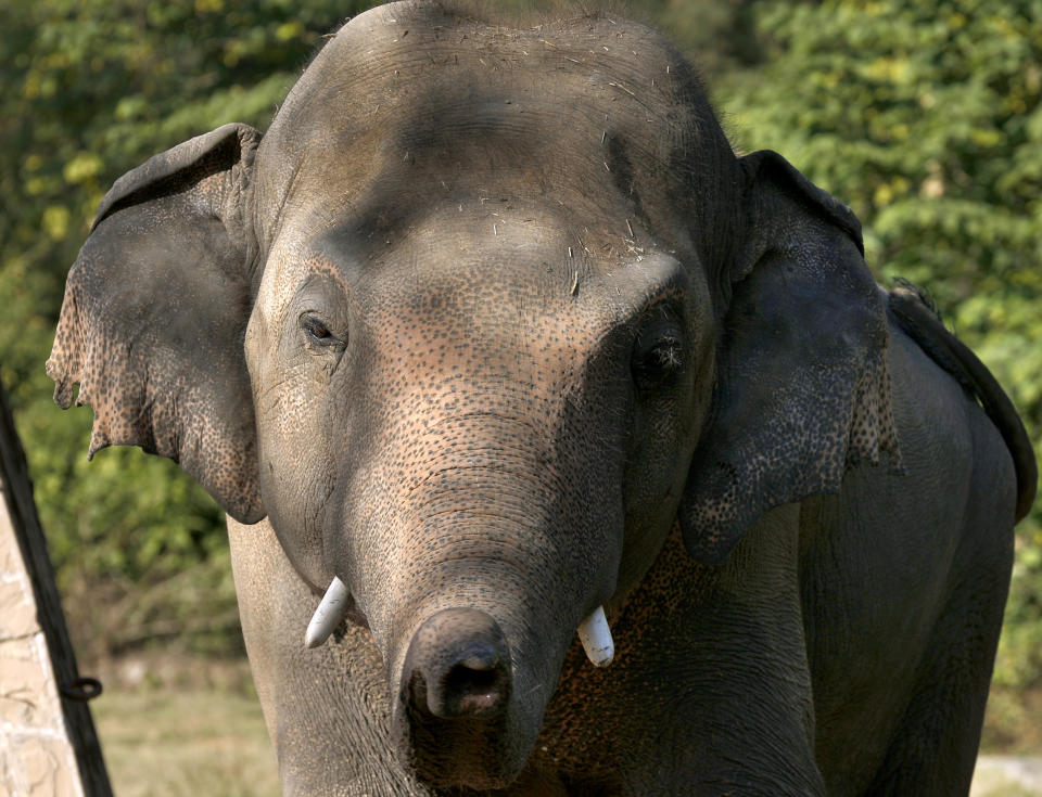 An elephant named "Kaavan," who waiting to be transported to a sanctuary in Cambodia, walks at the Maragzar Zoo in Islamabad, Pakistan, Friday, Nov. 27, 2020. Iconic singer and actress Cher was set to visit Pakistan on Friday to celebrate the departure of Kaavan, dubbed the “world’s loneliest elephant,” who will soon leave a Pakistani zoo for better conditions after years of lobbying by animal rights groups and activists. (AP Photo/Anjum Naveed)