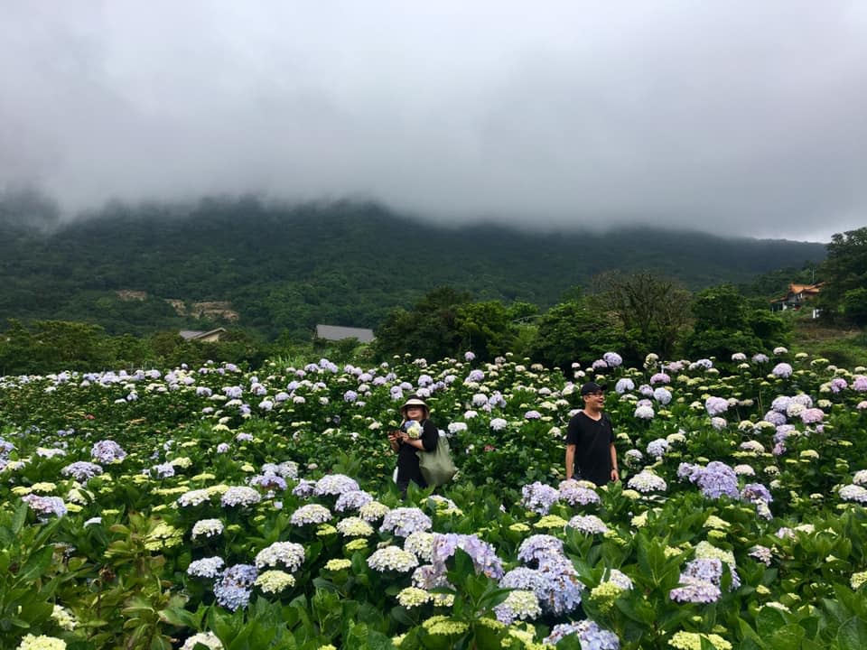 高家繡球花田十分熱門。　圖：取自高家繡球花田臉書