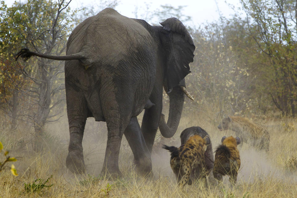 The hyenas dart and nip at the baby calf during the chase - mauling the baby quite badly - especially its hindquarters (Jayesh Mehta/ Caters News)