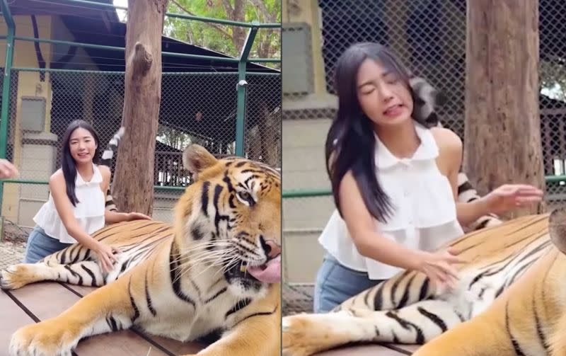 ▲一名正妹到泰國動物園跟老虎互動，結果一直摸老虎肚子慘被甩2巴掌。（圖／FB@Now I've Seen Everything）