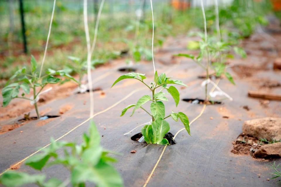Dozens of tomato plants begin to grow at MercyMed Farm on May 4, 2022, in Columbus, Ga.
