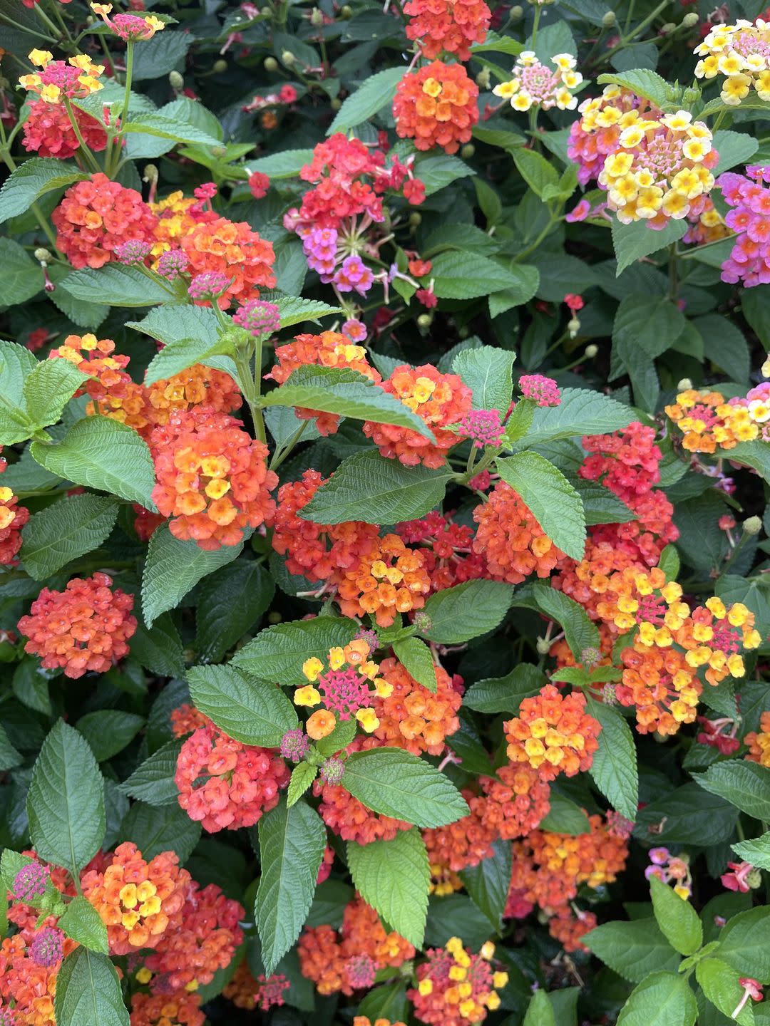 lantana flowers in pink and orange and yellow