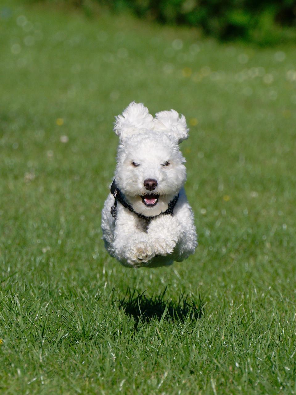 A poodle runs on grass.