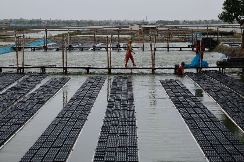 People work at a crab farm before the Cyclone Remal hits the country in the Shyamnagar area of Satkhira