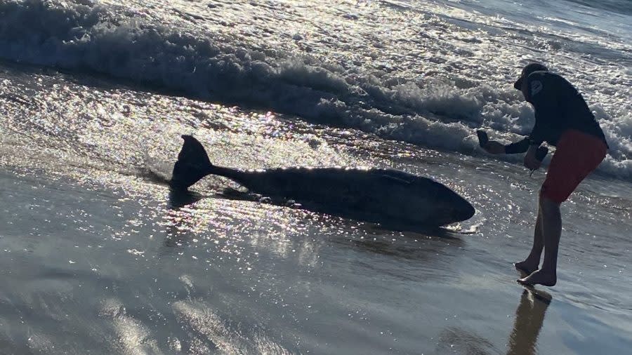 Sunset Beach shark activity