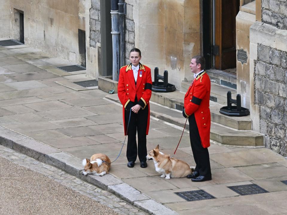 The Queen's corgis, Muick and Sandy are walked inside Windsor Castle on September 19, 2022, ahead of the Committal Service for Britain's Queen Elizabeth II.