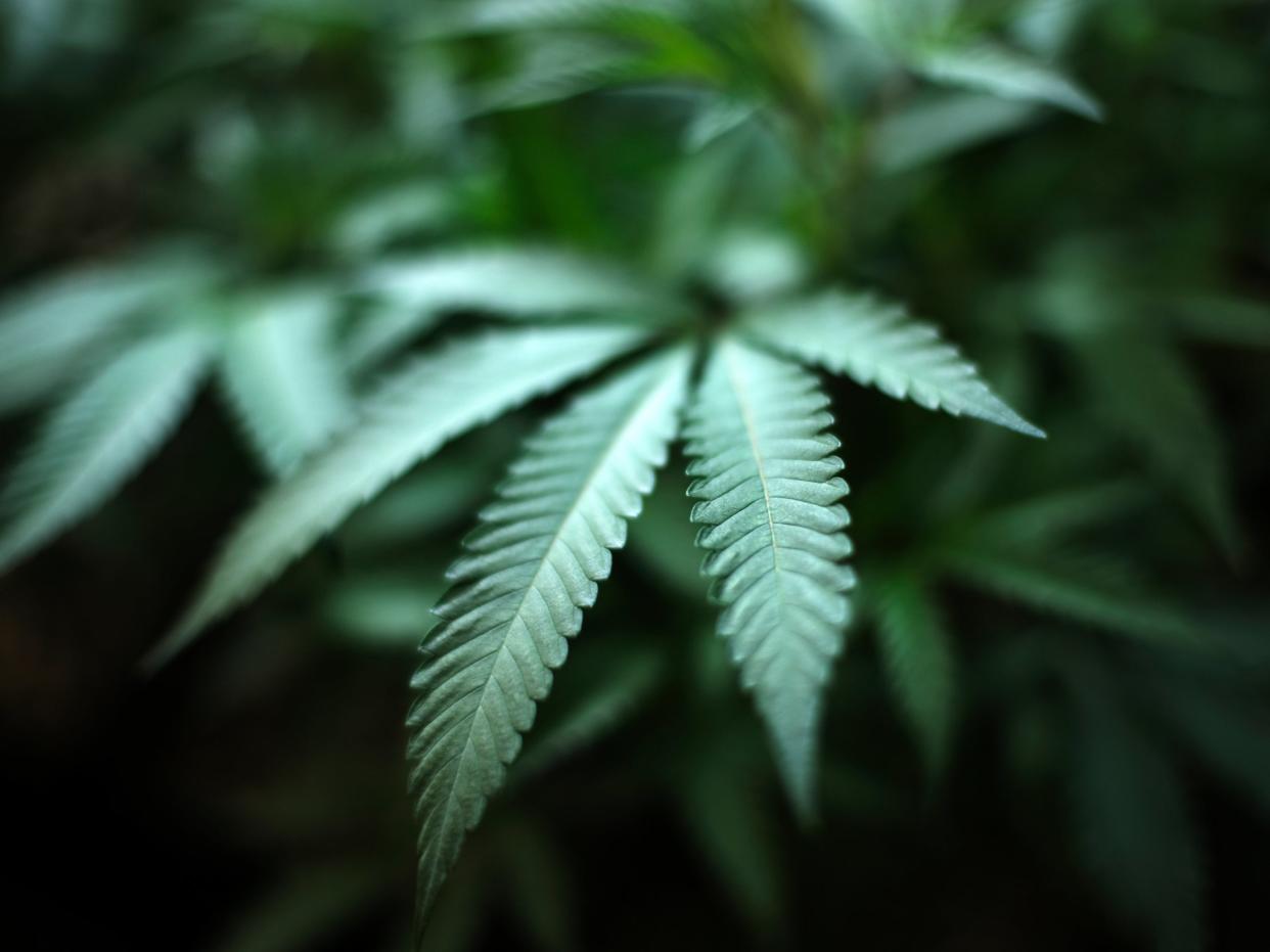 <p>In this 15 August 2019, file photo, marijuana grows at an indoor cannabis farm in Gardena, California</p> ((Associated Press))