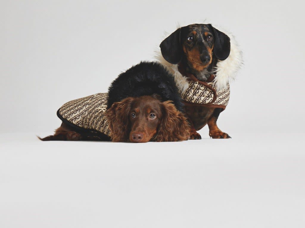 River Island’s new dog clothing and accessories collection, RI Dog, includes jumpers, coats, leashes and more (River Island)