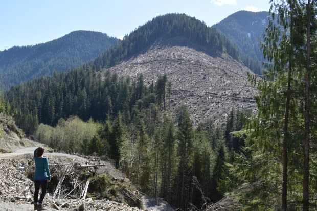 Old-growth cutblocks in the Caycuse Valley in October, 2020.