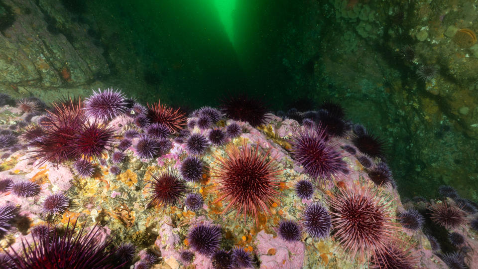 View of an urchin barren at the bottom of a large underwater reef crevace in Van Damme State Park, California