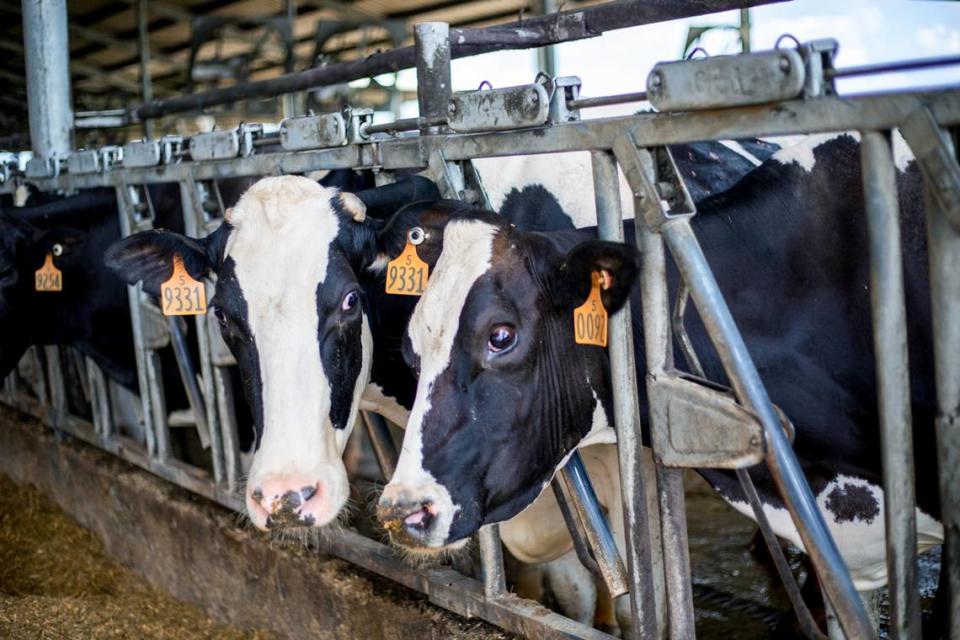 Cows are housed in fre-estall barns where they can eat and rest when they want. Dairy cows typically pee and poop 150 to 200 pounds a day, a study supply of manure that is being used to create ‘bio-gas’ delivered to a nearby pipeline..