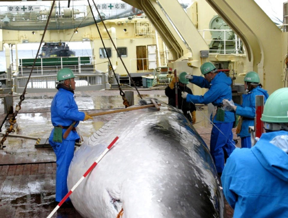 FILE - In this Feb. 8, 2009 file photo released by Japan's Institute of Cetacean Research workers measure a captured mink whale on the deck of Japanese whaling ship, the Nisshin Maru, as Sea Shepherd's ship, the M/Y Steve Irwin, partly seen at left top, follows from behind in the Ross Sea, off Antarctica. The greatest threat to Japan’s whaling industry may not be the environmentalists harassing its ships or the countries demanding its abolishment, but Japanese consumers. The amount of whale meat stockpiled for lack of buyers has nearly doubled over 10 years, even as anti-whaling protests helped drive catches to record lows. More than 2,300 mink whales worth of meat is sitting in freezers while whalers still plan to catch another 1,300 whales per year. Uncertainty looms ahead of an International Court of Justice ruling expected Monday, March 27, 2014 over a 2010 suit filed by Australia, which argues that Japan’s whaling - ostensibly for research - is a cover for commercial hunts. (AP Photo/The Institute of Cetacean Research, File)