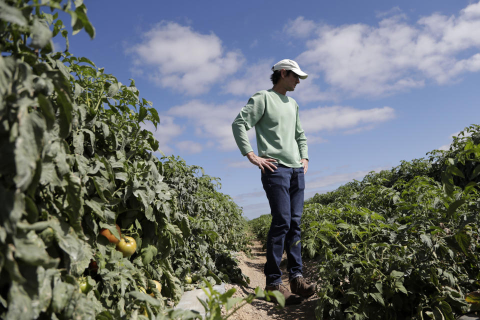 In this March 28, 2020, photo, DiMare farm manager Jim Husk walks among plants in a tomato field, in Homestead, Fla. Thousands of acres of fruits and vegetables grown in Florida are being plowed over or left to rot because farmers can't sell to restaurants, theme parks or schools nationwide that have closed because of the coronavirus. (AP Photo/Lynne Sladky)