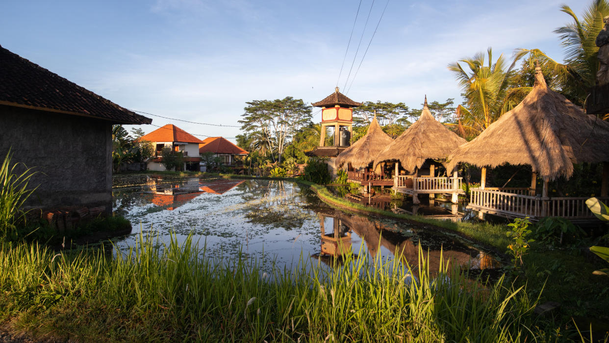 View of palmtrees and rice plantation during sunrise in Ubud