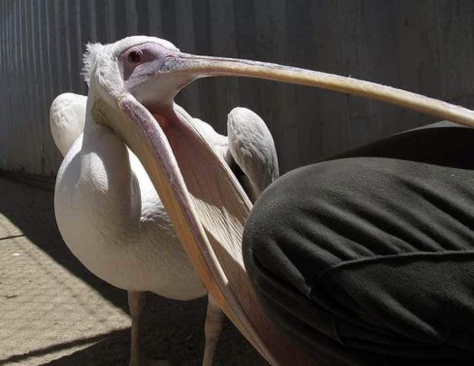 A pelican has its mouth wide open