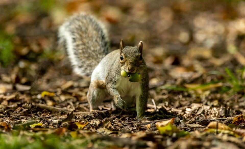 A grey squirrel eats an acorn in Sefton Park, Liverpool (PA) (PA Archive)