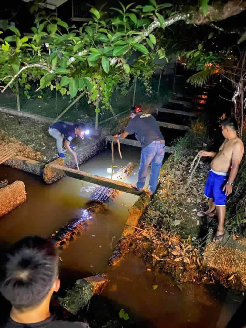 The five-metre long crocodile is believed to have become disorientated after recent storms and heavy rain. Source: Australscope