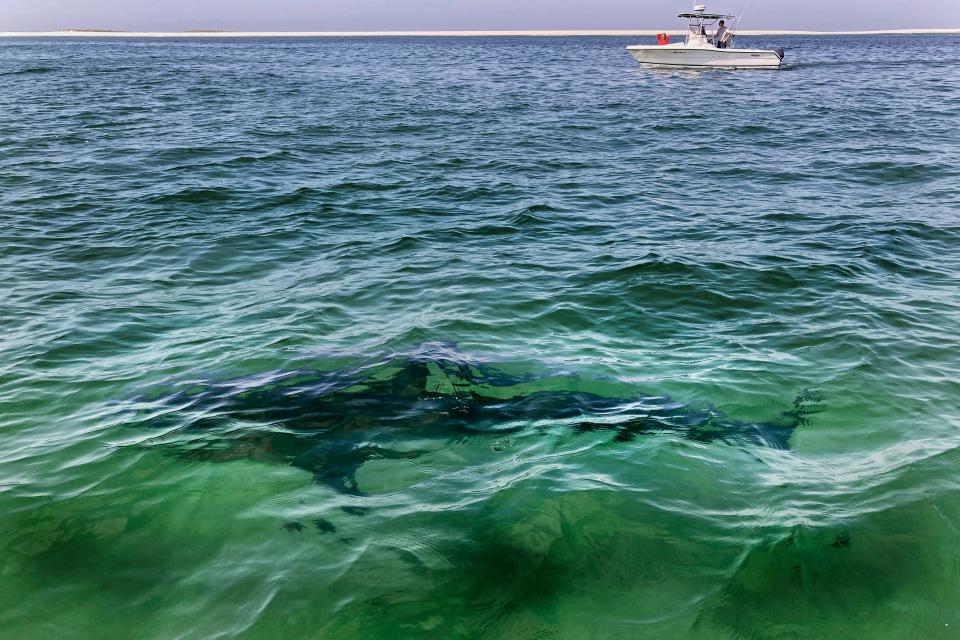 A white shark swims across a sand bar off the Massachusetts coast of Cape Cod, Aug. 13, 2021. Recent shark bites in Florida and Hawaii and a suspected case in New Jersey have piqued interest in the age-old summer question of whether it's safe to go in the water.