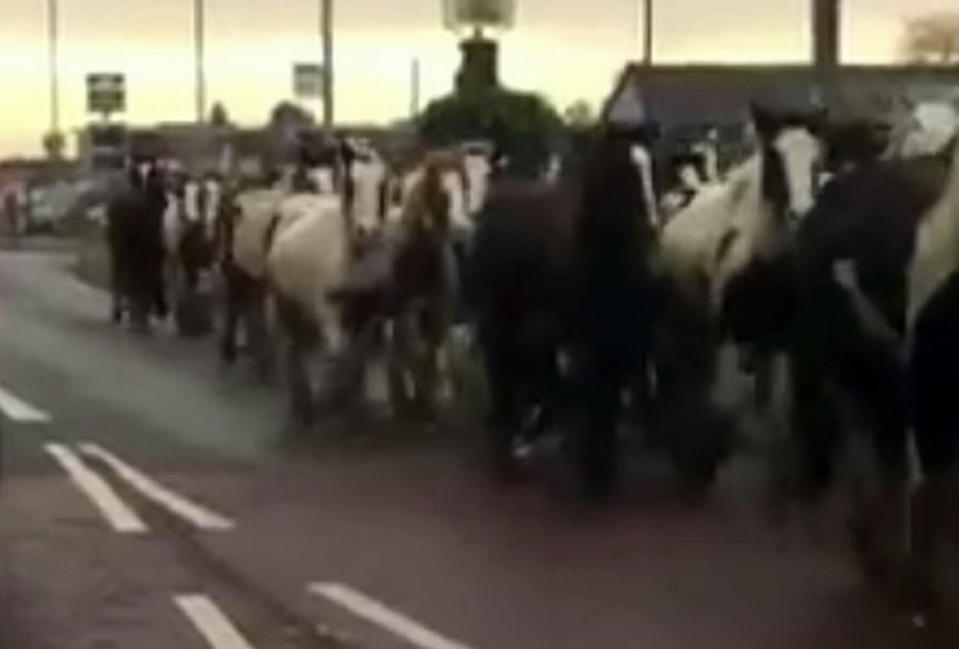 <em>NightMARE – John Childs filmed the horses galloping down the road (Picture: SWNS)</em>