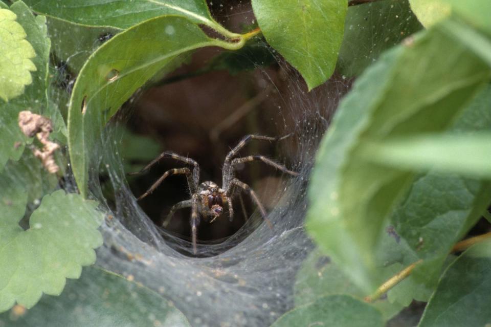 Grass Spider (Rex)