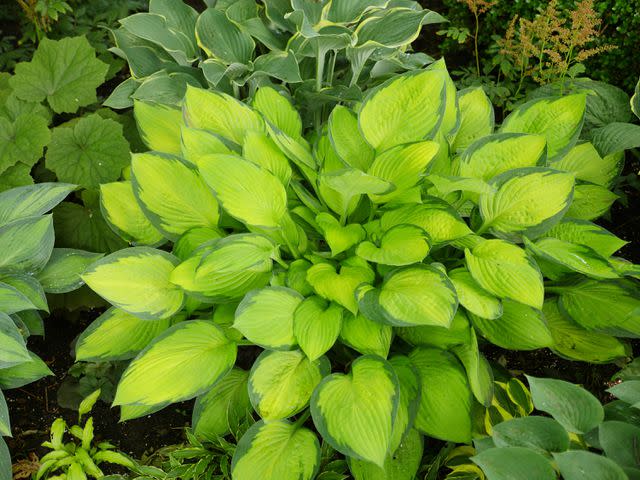 Moelyn Photos/Getty Images Hosta lilies growing in planting bed.