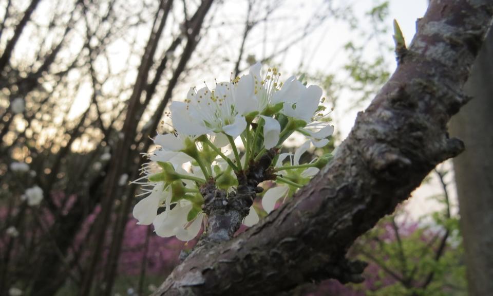 李利國》李花素雅的嫻靜之美