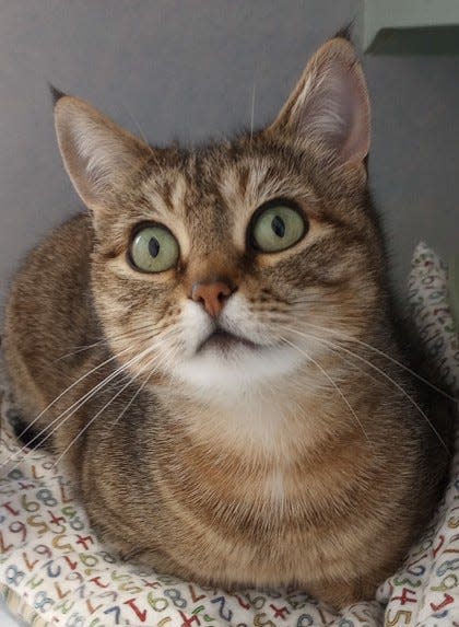 Pollyanna Pugsley is a 2-year-old cat up for adoption at Oregon Coast Humane Society.