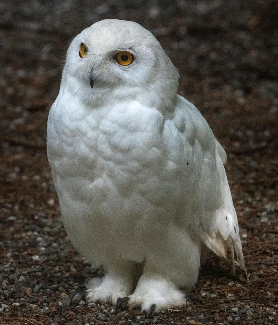 LaGuardia, a snowy owl and raptor ambassador at the Vermont Institute of Natural Science in Quechee, Vermont.