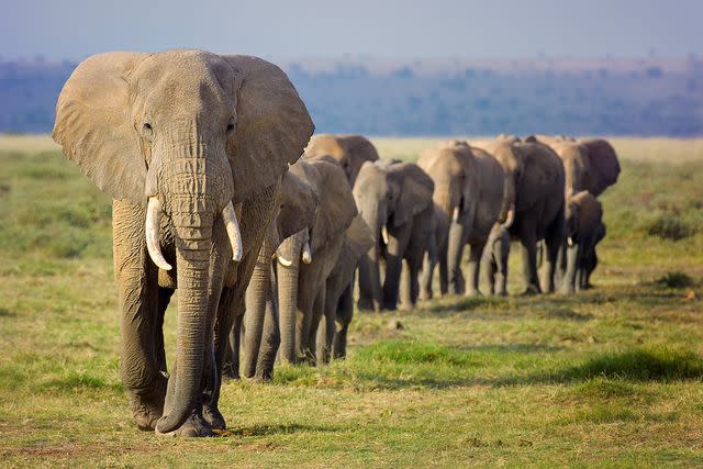 <p>Getty</p> A family or herd of African Elephants marching in line at Amboseli National Park, Kenya