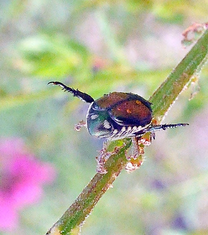 A Japanese Beetle feeds on a plant in Northeast Ohio.