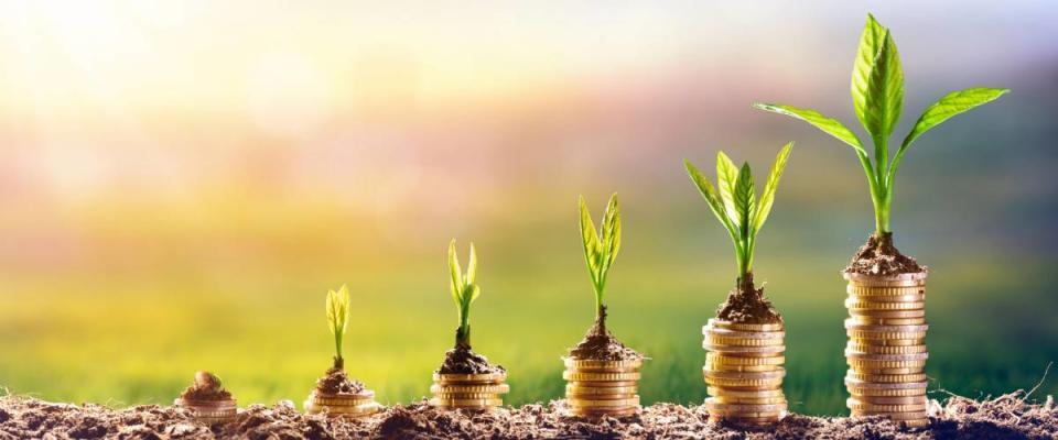 Growing Money - Plant On Coins - Finance And Investment Concept