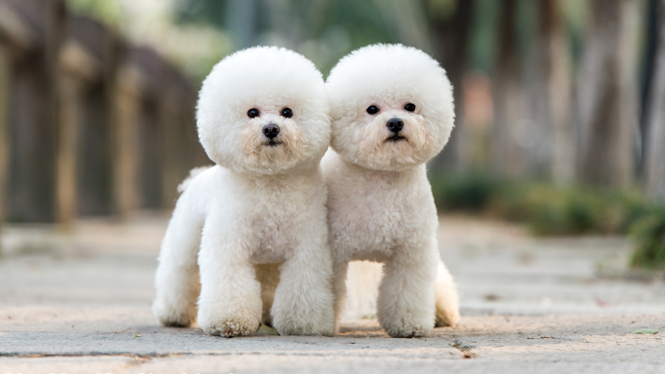 9. Bichon Frise