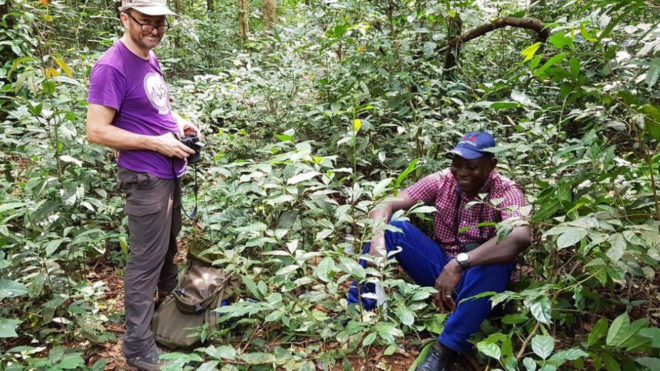 Dos cient&#xed;ficos en los bosques de Sierra Leona donde fue hallada la planta Coffea stenophylla