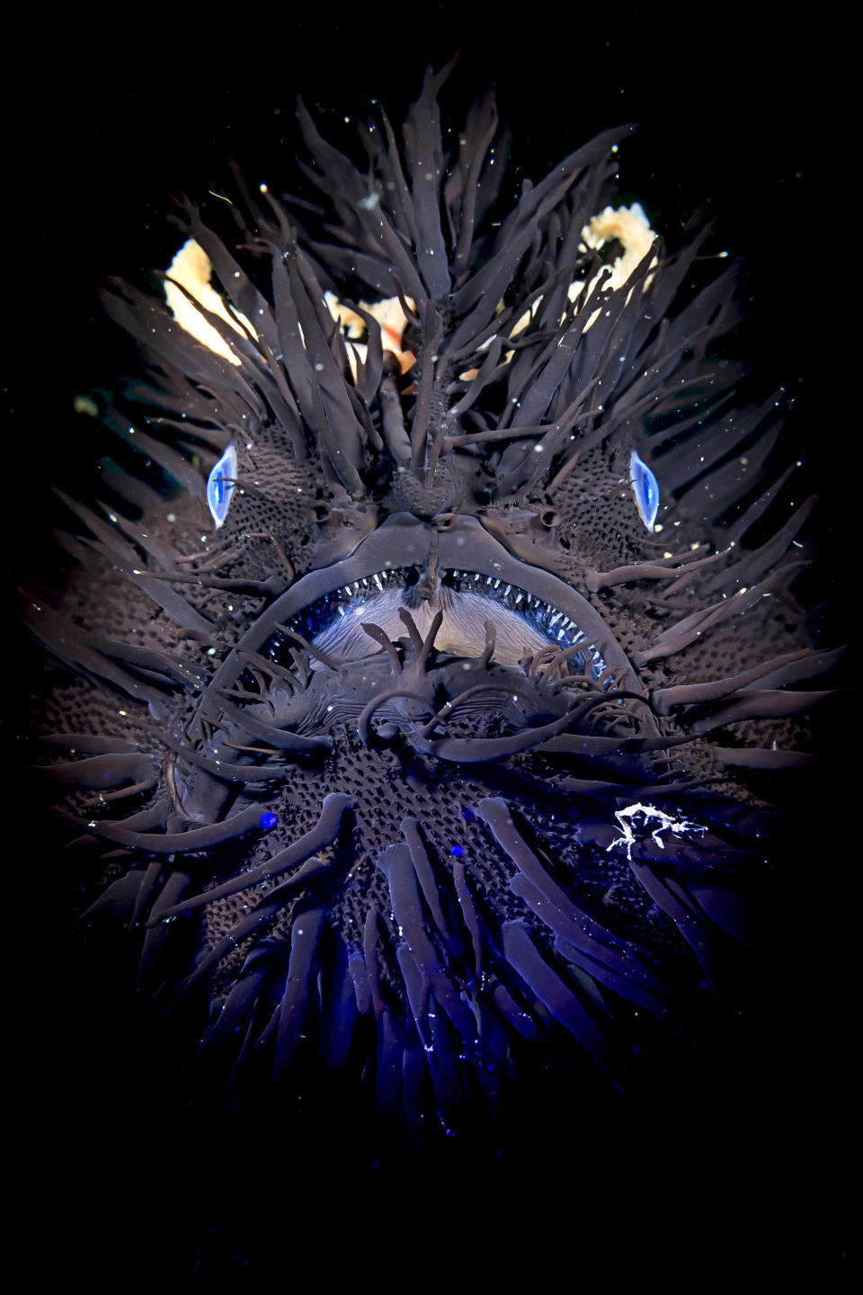 <p>Antennarius striatus, hairy frogfish. (Photo: Ace Wu/Caters News) </p>