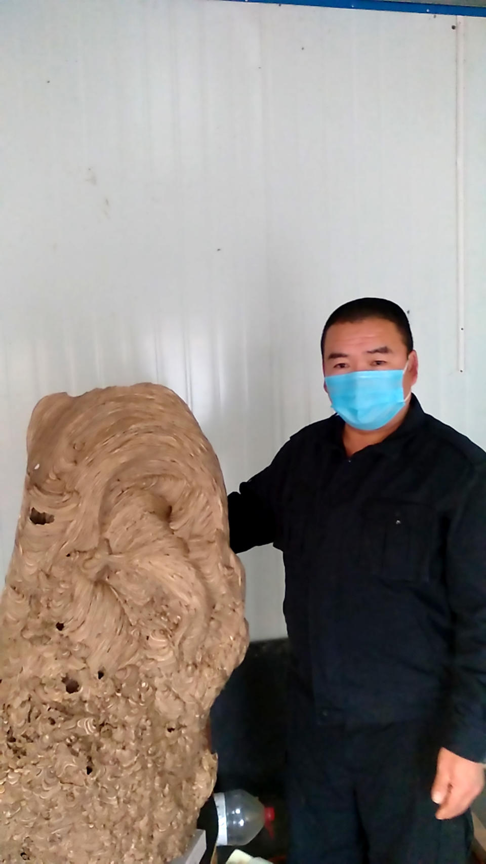 Pic Shows: Homeowner Zhang Juwei and the wasp nest;  This is the huge wasp nest found in a newly built home which went unoccupied for so long it was taken over by the colony of flying insects.