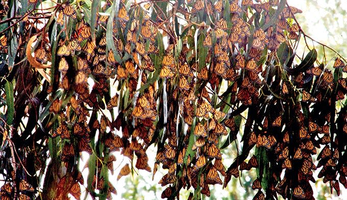 Pismo Beach Monarch Butterflies