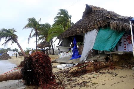 An uprooted palm tree is pictured after it was hit by tropical storm Carlos, in front a restaurant, in Acapulco, Mexico, June 14, 2015. REUTERS/Claudio Vargas