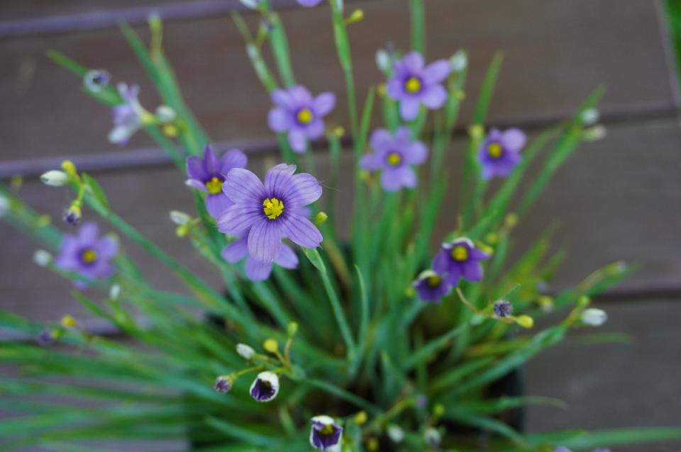 Blue-eyed grass “Lucerne” opens up with the sun.