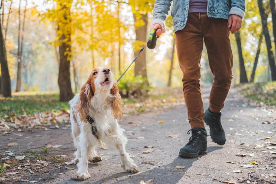 Barking dog on the leash outdoors