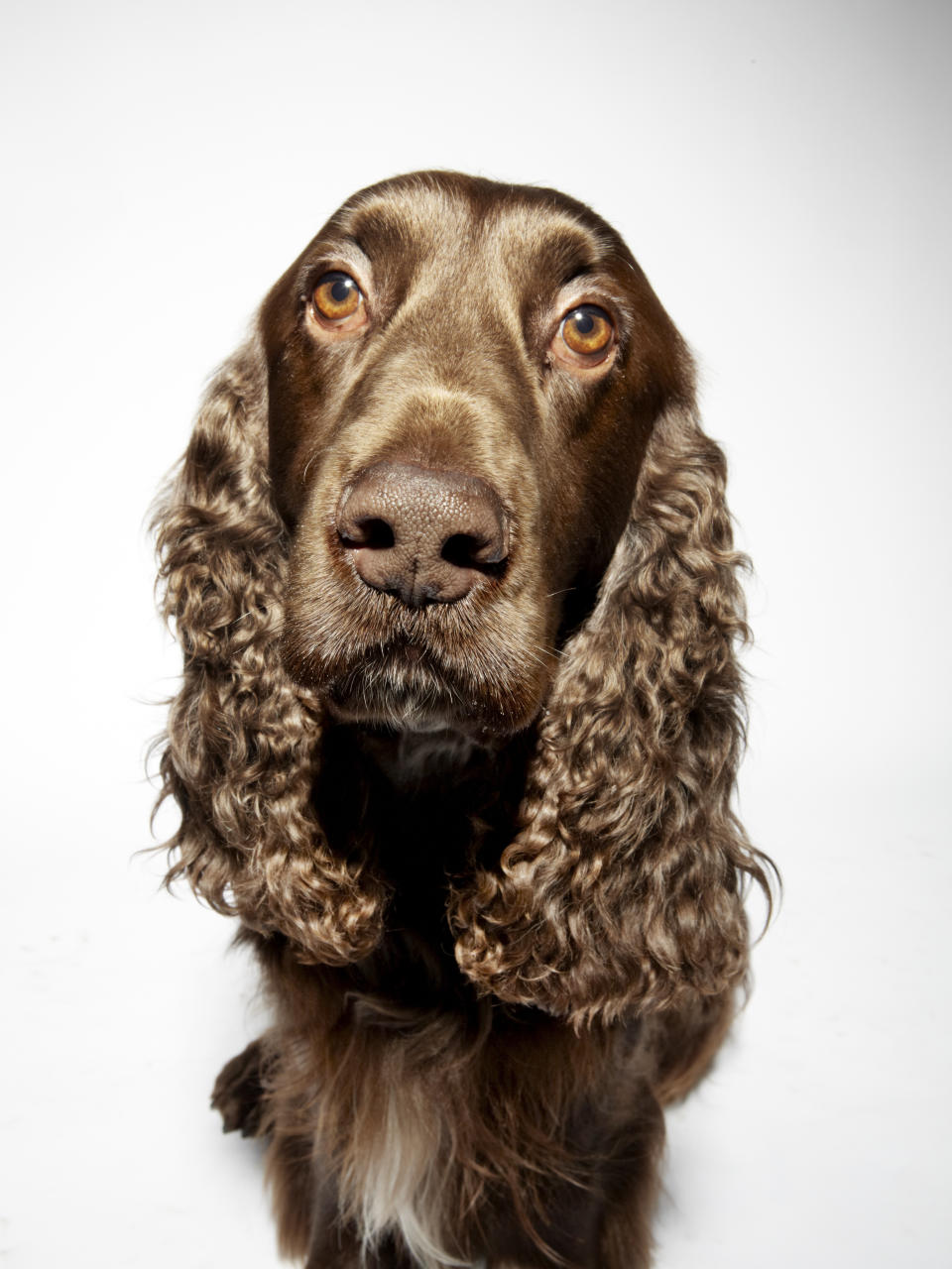 Portrait of a Field Spaniel Dog