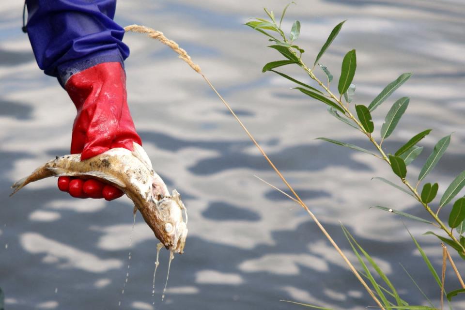 Thousands of dead fishes recovered from Oder river: A dead fish is removed from the Oder river as water contamination is believed to be the cause of a mass fish die-off (REUTERS)