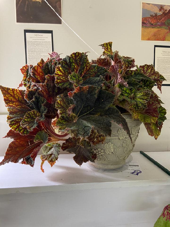 If your potted begonia looks this great, you may want to enter it in the Mansfield Men's Garden Club Fall Harvest Flower Show on Aug. 26 at Kingwood Center Gardens. Flowers, fruit, vegetables and flower arrangements are part of the schedule.