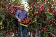 Wim Peters, a tomato farmer, holds up a box full of Roma tomatoes in a greenhouse in Someren, near Eindhoven, the Netherlands, May 28, 2015. REUTERS/Michael Kooren