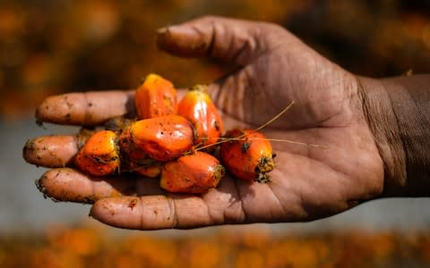 Oil from the palm fruit in used in a vast array of household groceries, including shampoo, soap, bread and biscuits - Credit: MOHD RASFAN/AFP/Getty Images