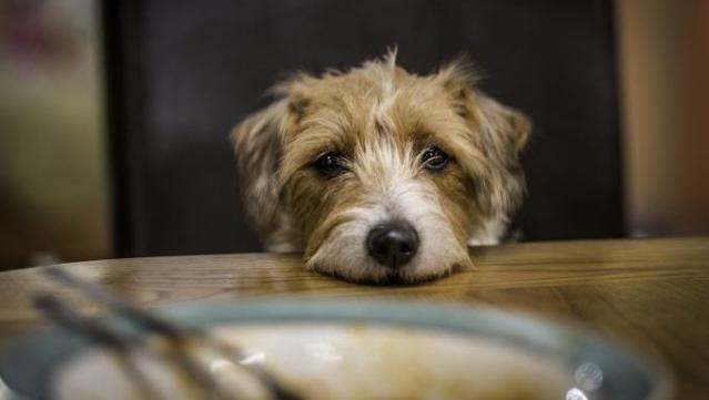 5 Effective Strategies To Deal With a Begging Dog  