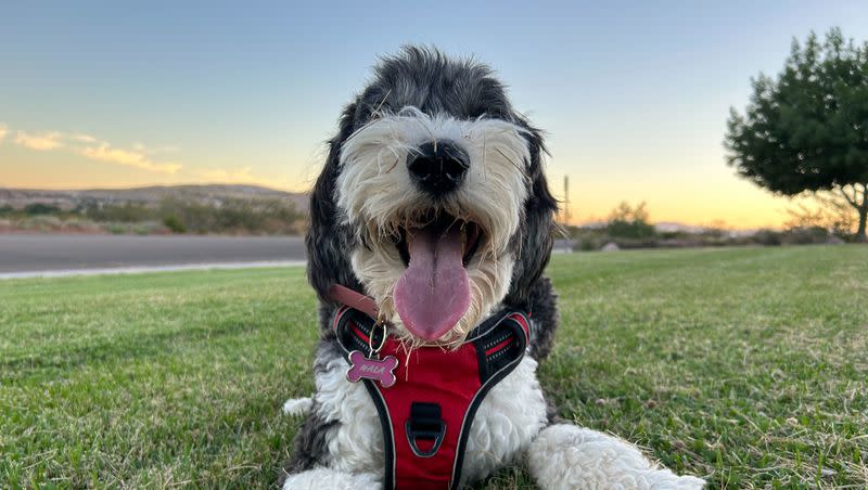 Nala, a sheep dog-poodle mix, poses in a park. Her owner, Caroline Peterson, says Nala is a good dog. And like the majority of pet owners in the U.S., according to Pew Research Center, she considers her fur baby part of the family.