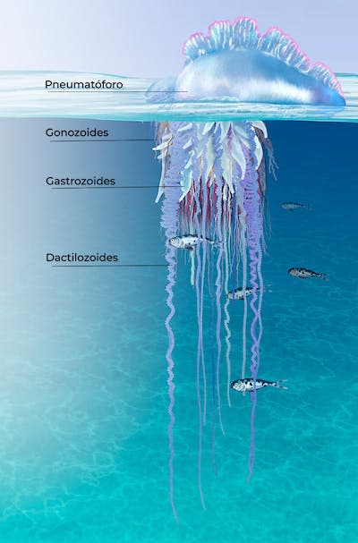 Partes de <em>Physalia physalis</em> <a href="https://www.shutterstock.com/es/image-illustration/portuguese-man-o-war-digital-illustration-1176607963" rel="nofollow noopener" target="_blank" data-ylk="slk:Nicolas Primo / Shutterstock;elm:context_link;itc:0;sec:content-canvas" class="link ">Nicolas Primo / Shutterstock</a>