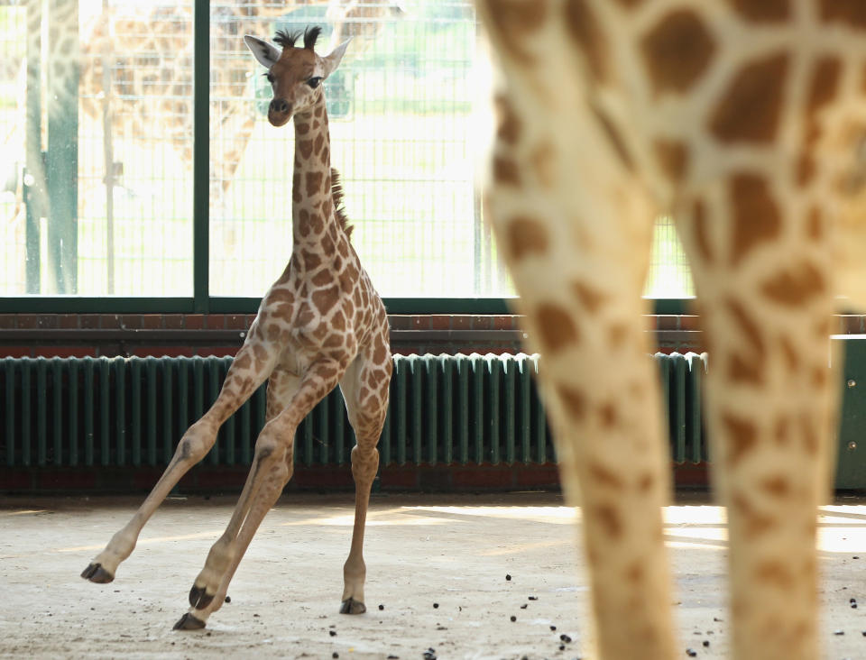 BERLIN, GERMANY - JUNE 29: Jule, a baby Rothschild giraffe, runs in her enclosure at Tierpark Berlin zoo on June 29, 2012 in Berlin, Germany. Jule was born at the zoo on June 10. (Photo by Sean Gallup/Getty Images)